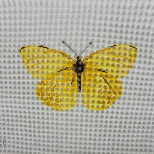 Cloudless Sulpher Butterfly